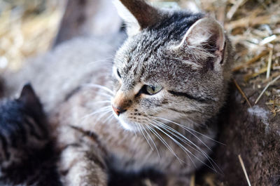 Mother cat lying with little kitten on a farm