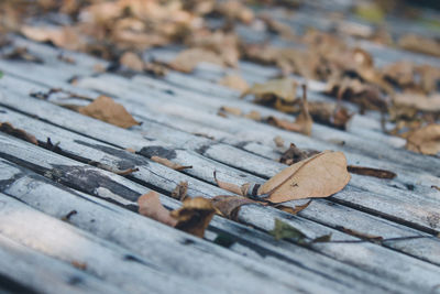 Close-up of dry leaves on wooden table