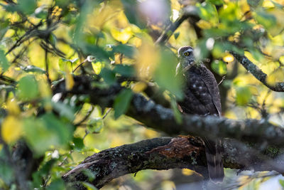 Close-up of bird perching on branch