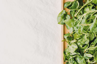 High angle view of vegetables on table