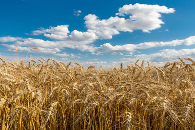 Wheat field against sky