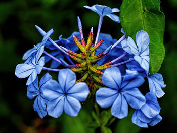 Close-up of blue flowering plant