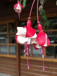 Close-up of pink flowers hanging