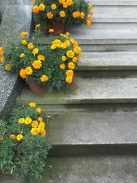Yellow flowers blooming outdoors