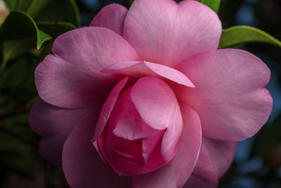 Close-up of pink rose