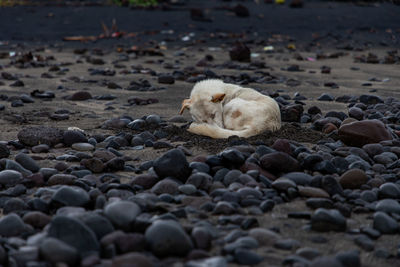 Pebbles on beach