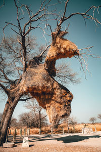 Southern masked weaver nests in a tree in the namibian desert.