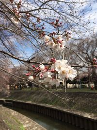 Pink flowers blooming on tree