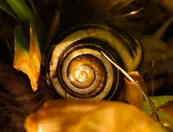 Close-up of snail on leaf