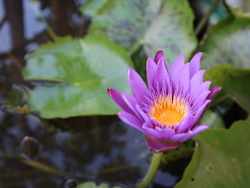 Close-up of pink water lily