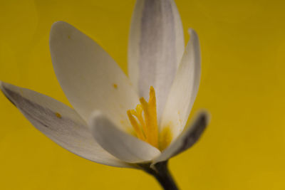 Close-up of white lily