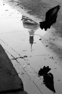 Reflection of bird in puddle