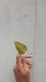 A woman's hand holding a leaf on the wall