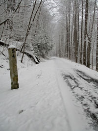 Snow covered land by bare trees in forest