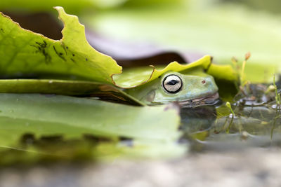 The australian green tree frog or dumpy tree frog, with natural and colorful background.