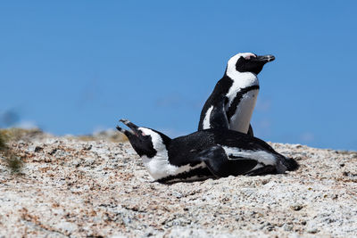 Side view of an animal on rock