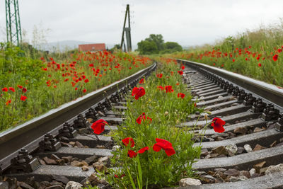 Close-up of red flowering plants by railroad track against sky