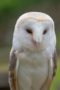 Close up of a barn owl 