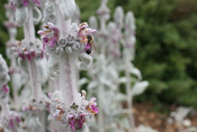 Close-up of fresh white flowers on tree
