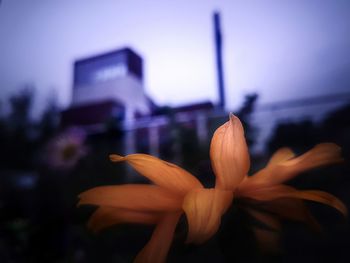 Low angle view of flower blooming in city at night