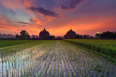 Scenic view of agricultural field against sky during sunset