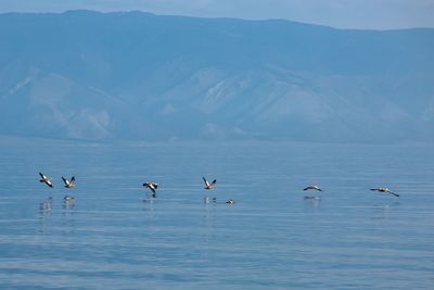 Flock of birds flying over water