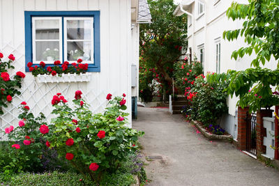 Potted plants by window of house
