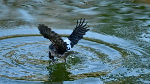 Bird flying over lake