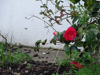 Close-up of red rose on plant