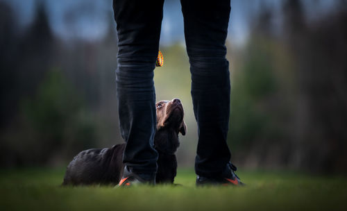 Low section of person standing with dog