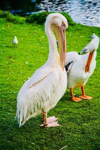 View of birds on field