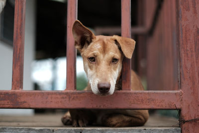 Portrait of dog by door