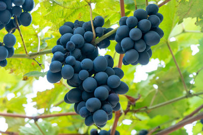 Low angle view of grapes in vineyard
