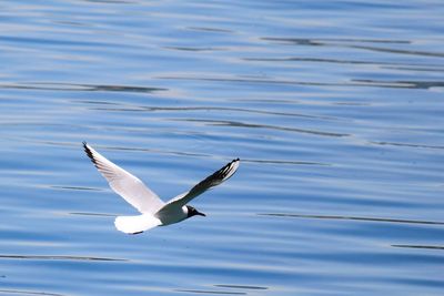 White swan flying over water