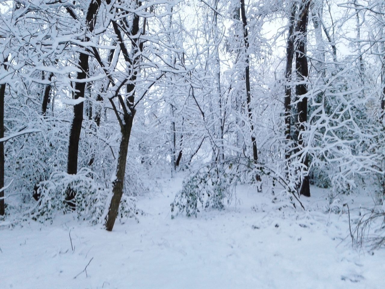 SNOW COVERED LAND AND TREES