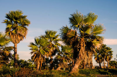 Low angle view of palm trees against clear sky