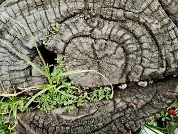 Close-up of tree stump