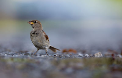Close-up of bird perching outdoors