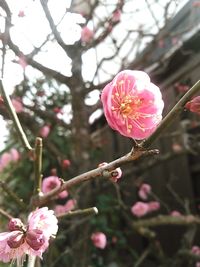 Close-up of pink flowers blooming on tree