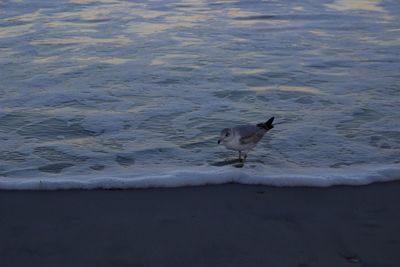 Bird perching on lake