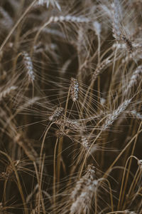 Wheat fields in summer