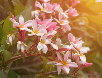 Close-up of pink flowers