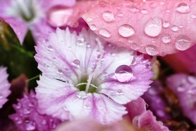 Close-up of wet pink flower