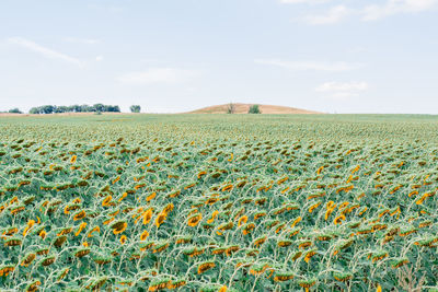 Big beautiful sunflower field on a summer day. food and harvest