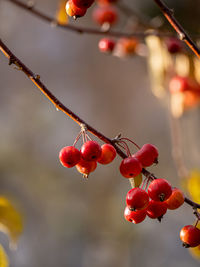 Close-up of red berries growing on tree