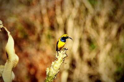 Sunbird perching on tree