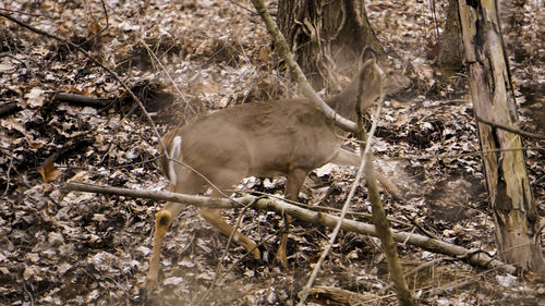 High angle view of bird on field