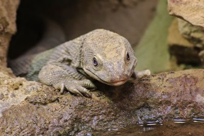 Close-up of frog on rock