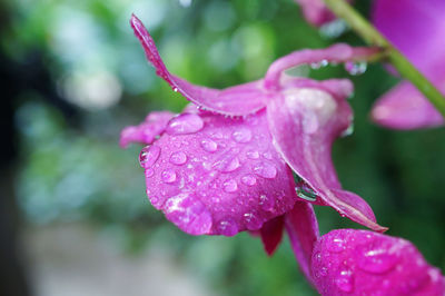 Close-up of wet pink flower blooming outdoors