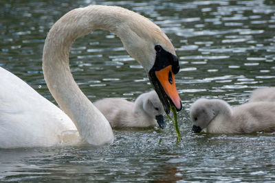 Swans swimming in lake